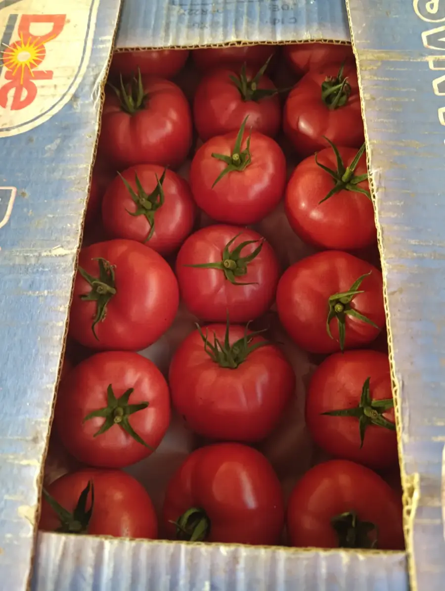 პომიდორი 🍅 მელისა