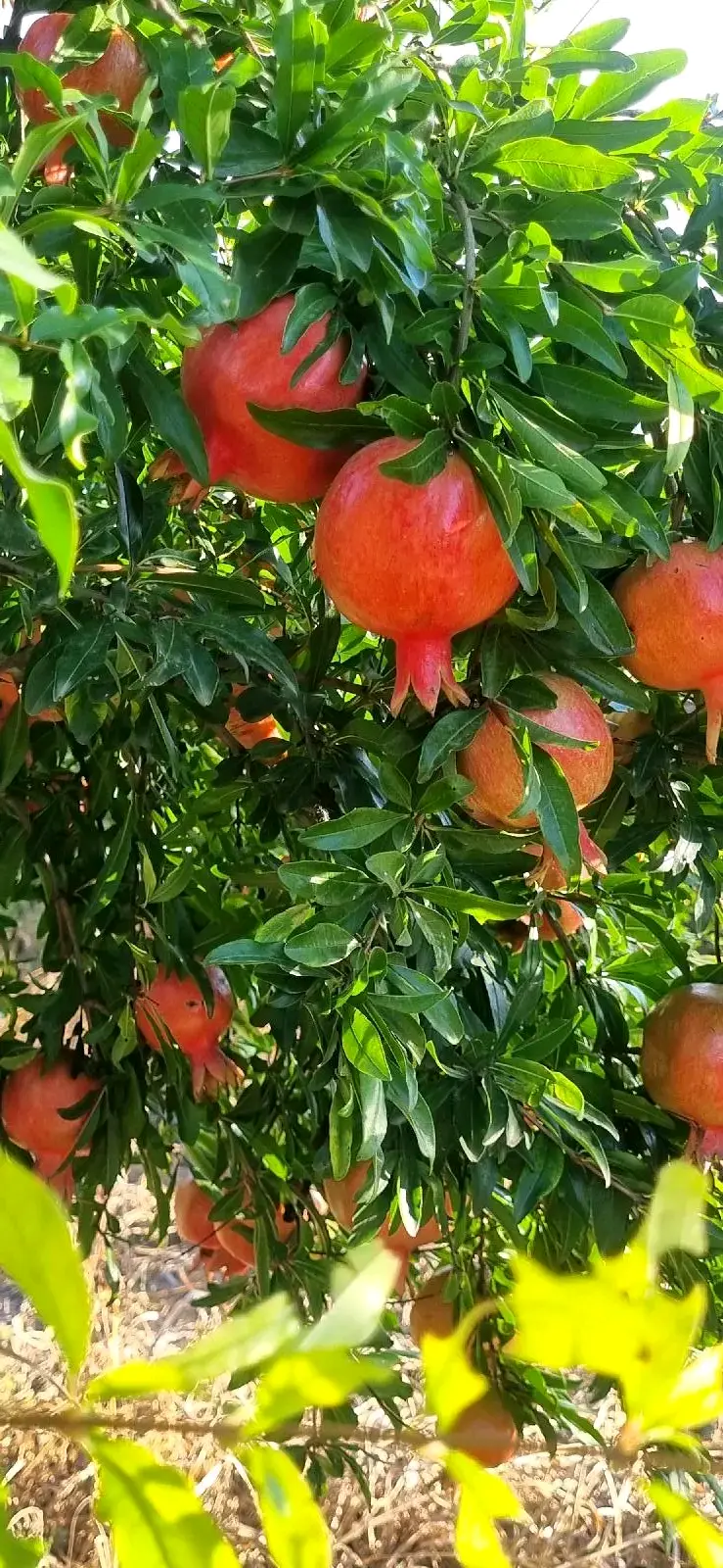 ბროწეული