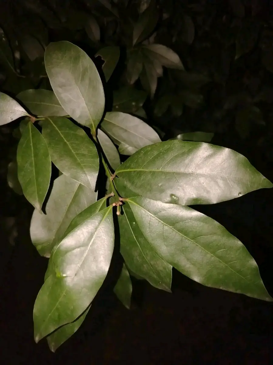დაფნა