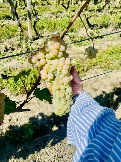 Grapes, Rkatsiteli