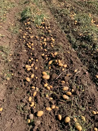 Potatoes variety "Sofia"