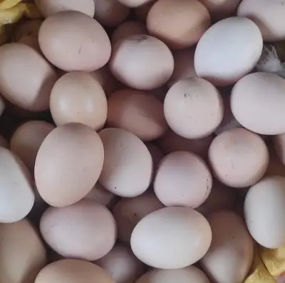 Eggs