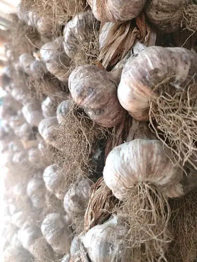 Garlic