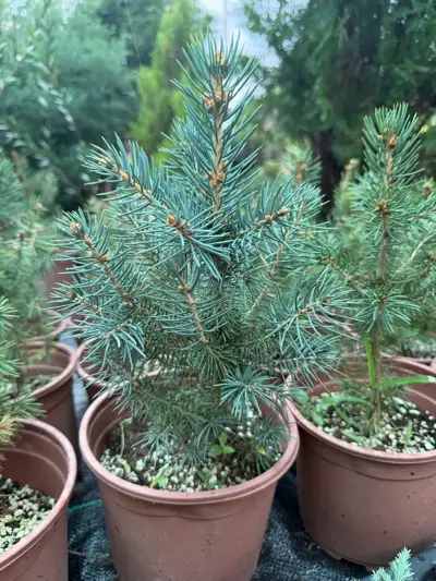 GLAUCA ვერცხლისფერი და მწვამე