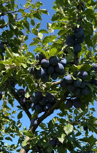 Plums - “Stanley”, Tel: 599054789