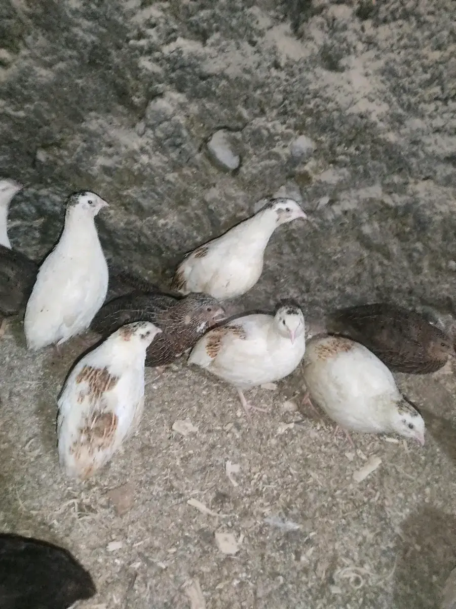 მწყერი