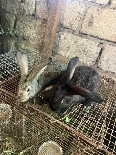 Кролик