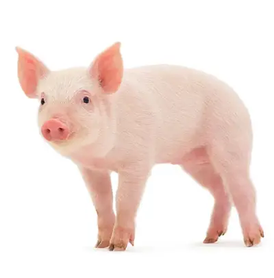 Piglet