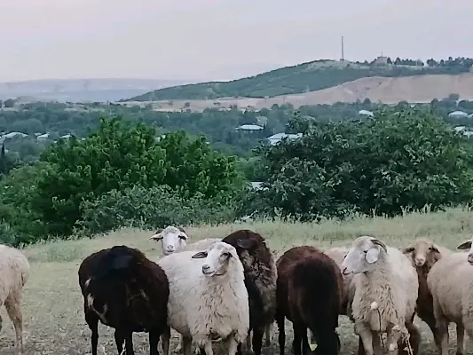 Sheep