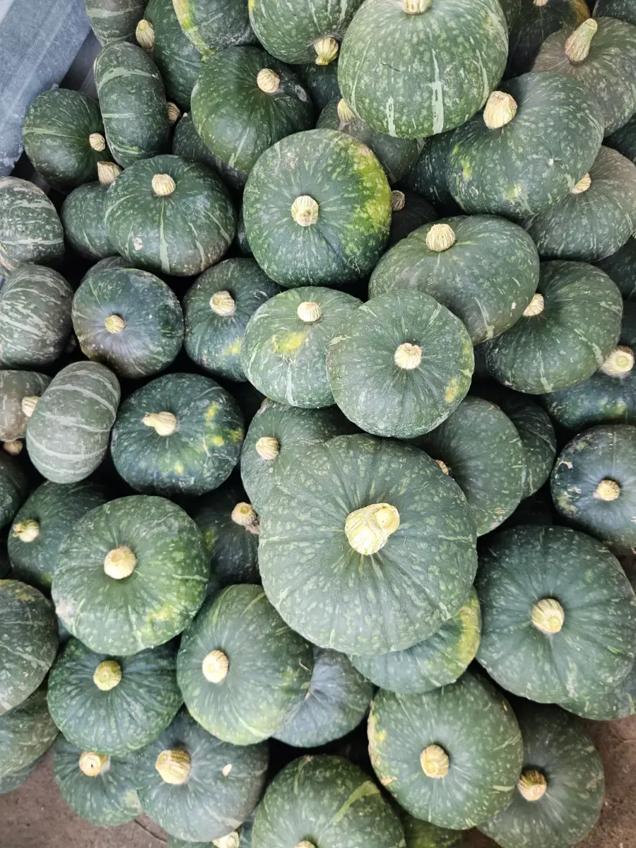 ჩინური კვახი
