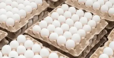 კვერცხი