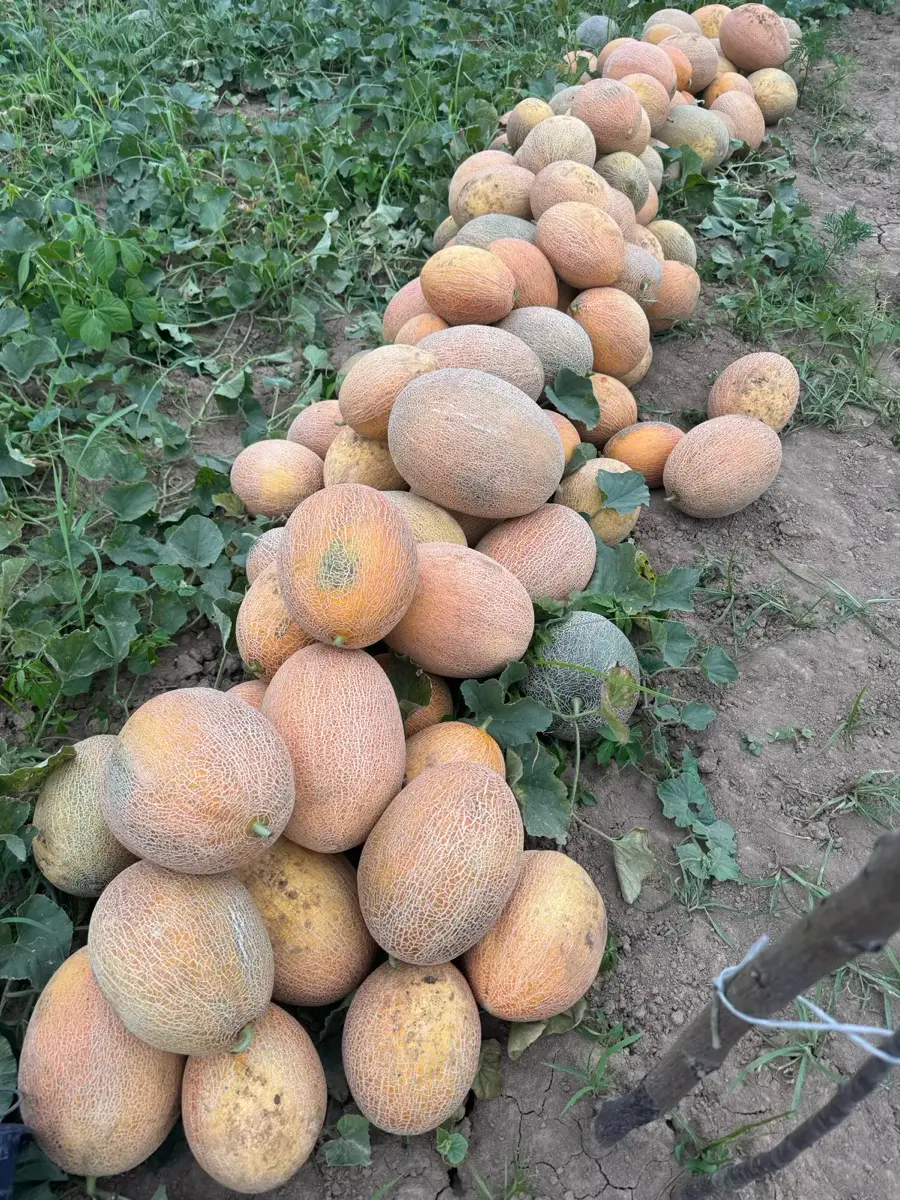 ნესვი