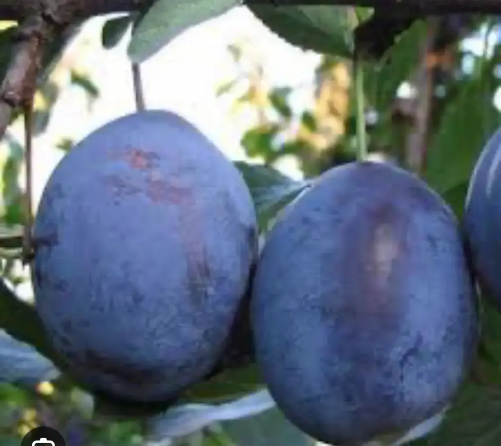 ქლიავი