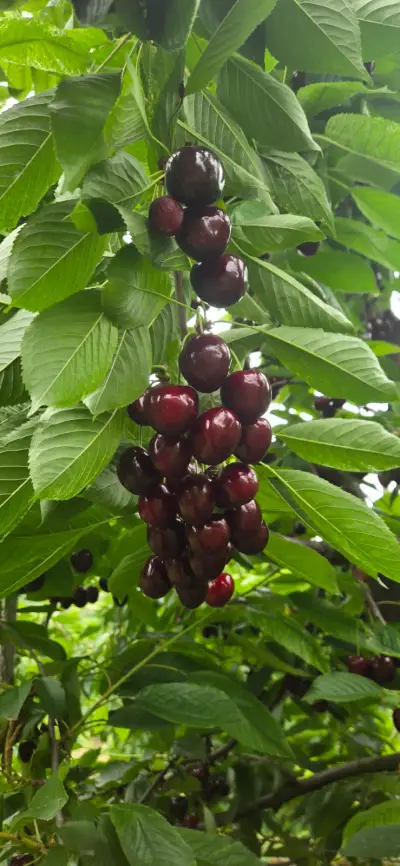 ბალი