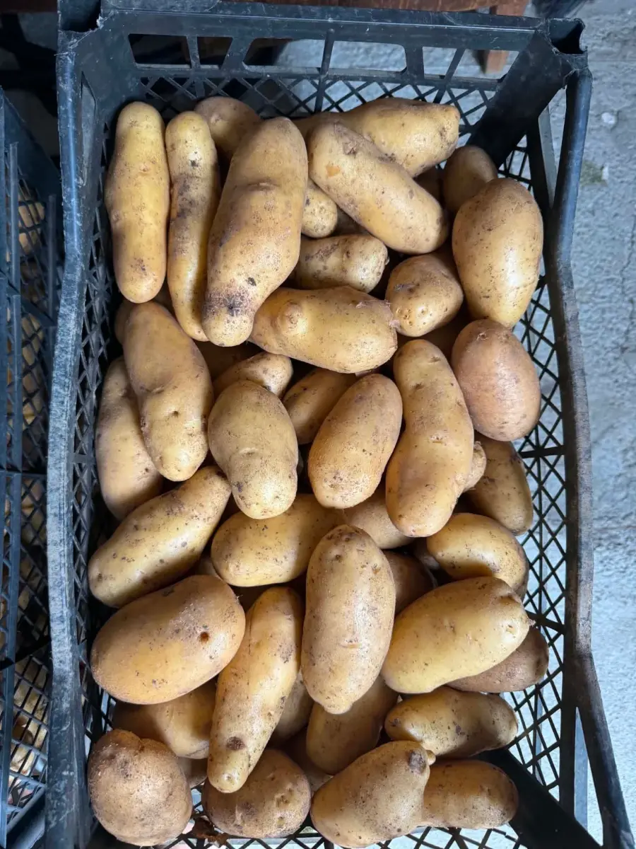 ბიო კარტოფილი
