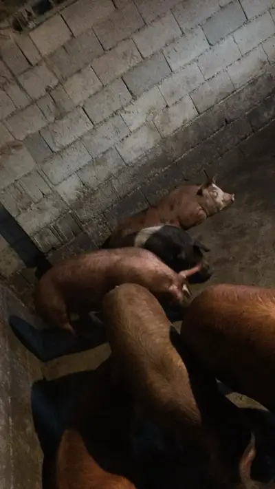 Piglets