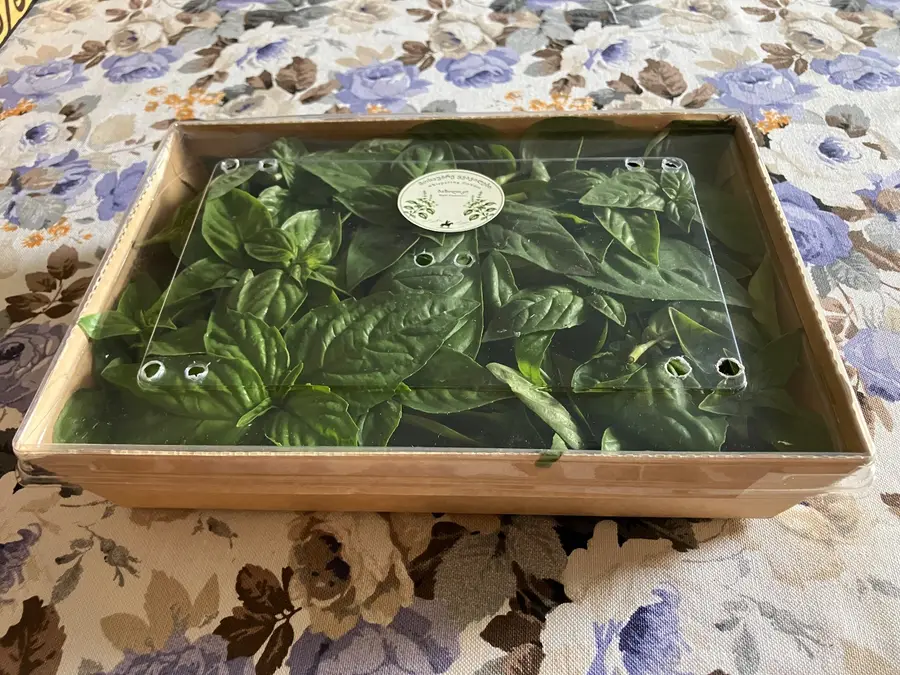 ბაზილიკო