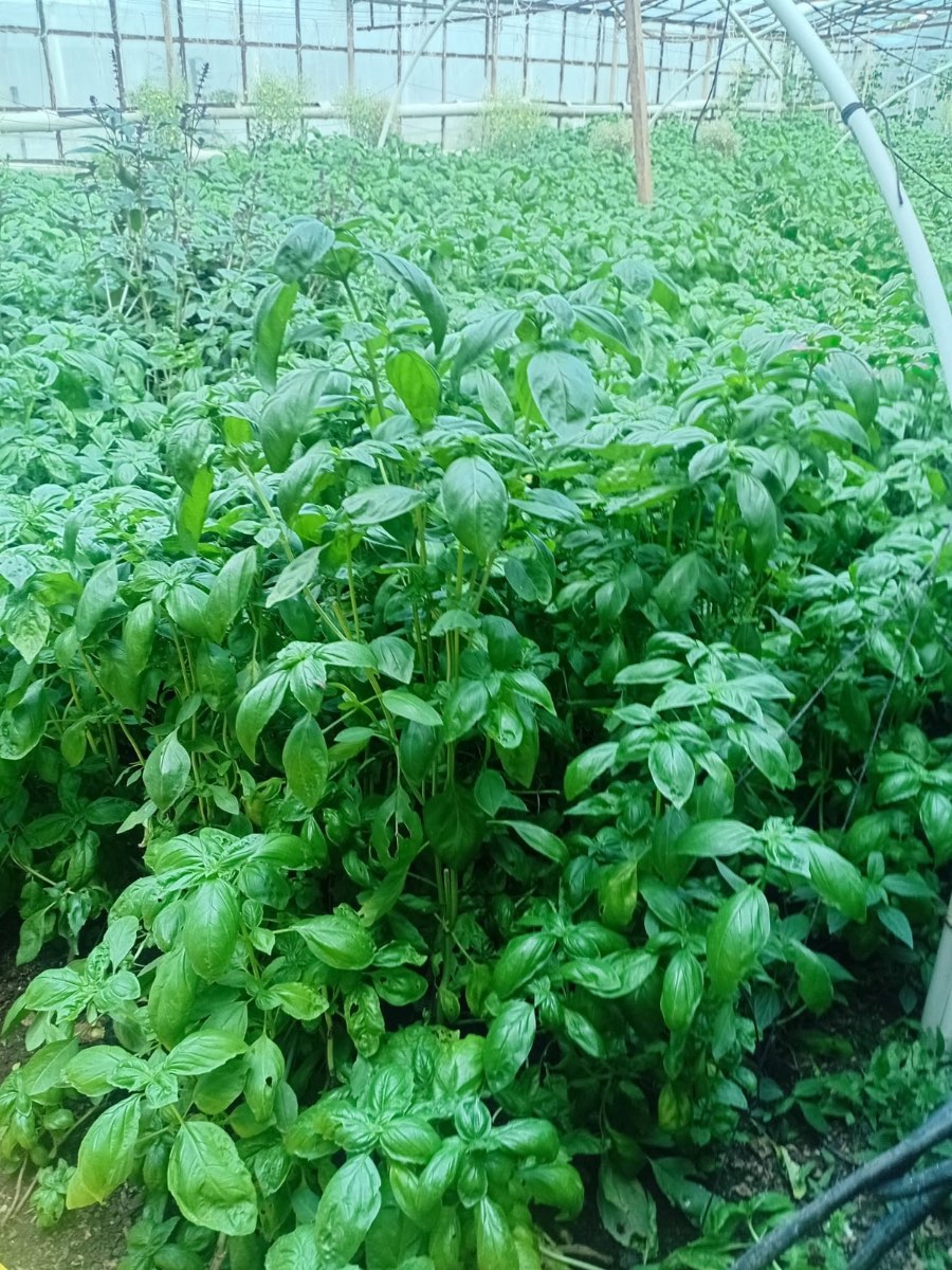 ბაზილი (Genovese Basil )