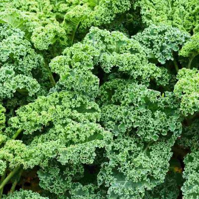 ქეილი  ( Kale )
