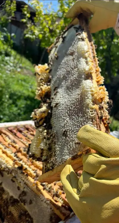 თაფლი/ფიჭა