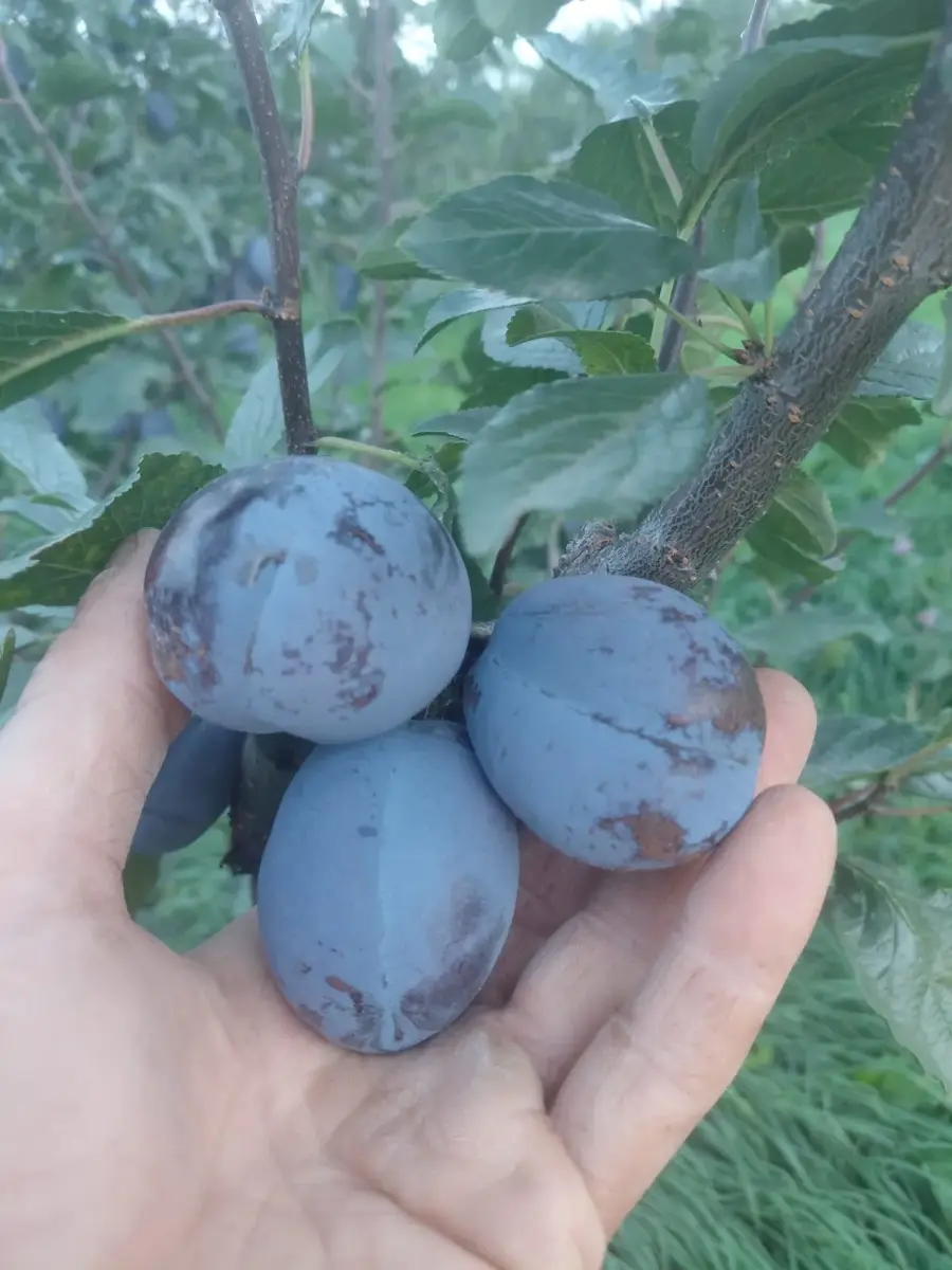 სტერლი შავი ქლიავი