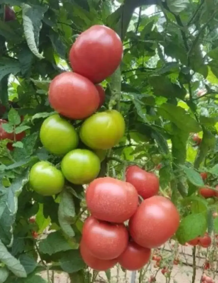 გიგანდი პომიდორი