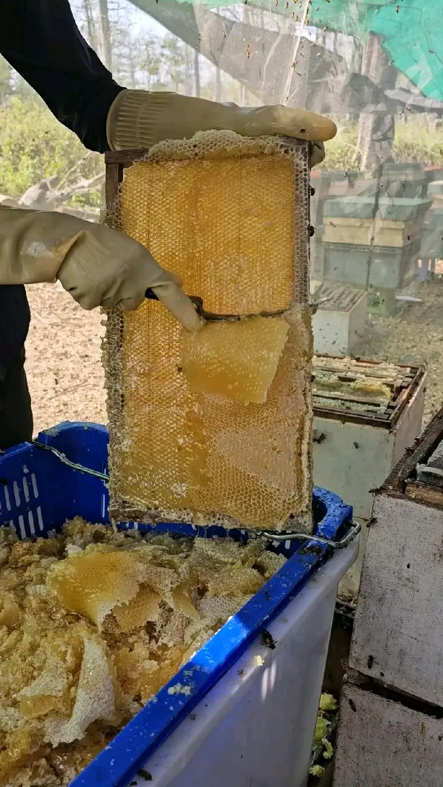 თაფლით სავსე ფიჭა
