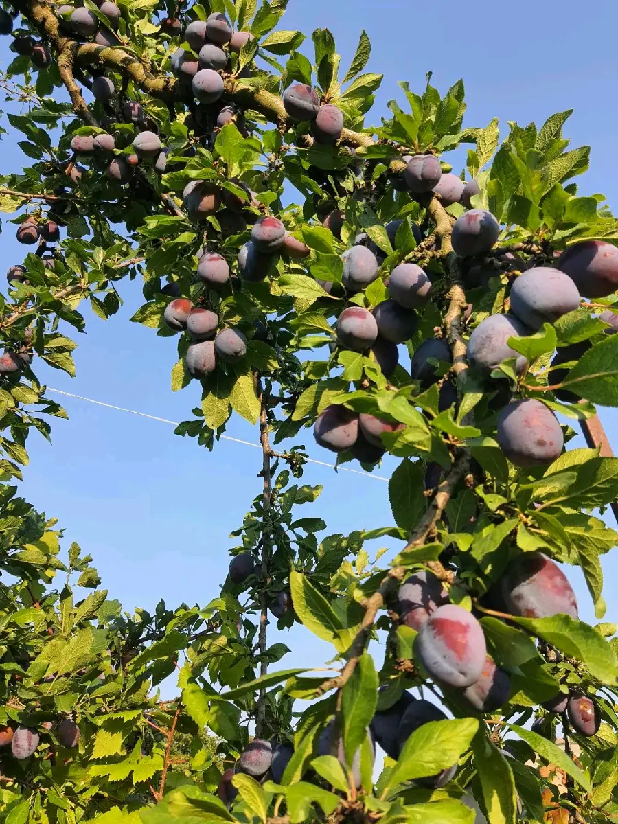 შავი ქლიავი სტენლი