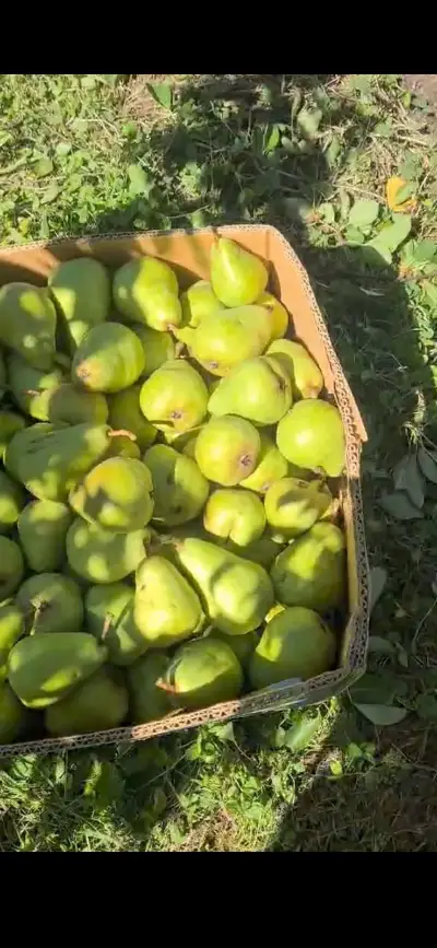 Gulabi Pear