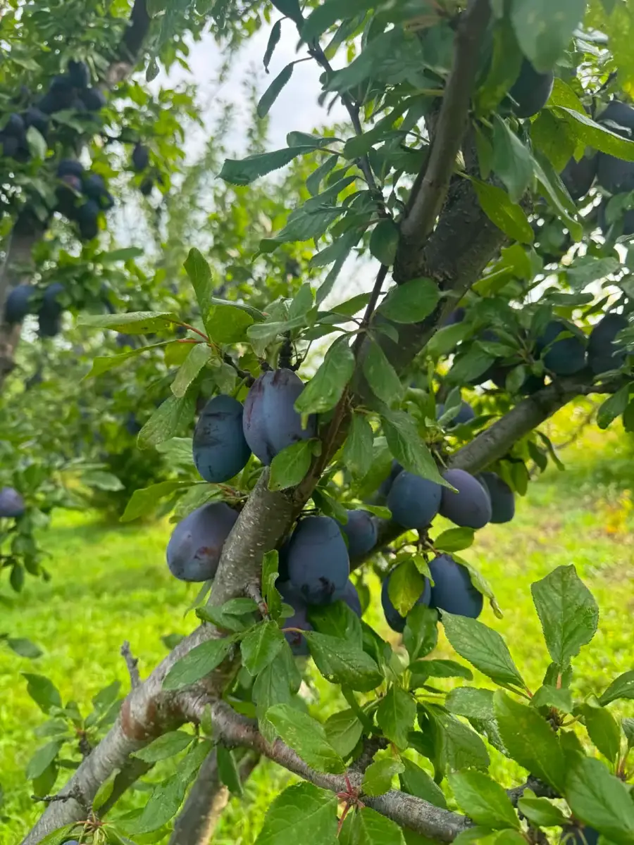 ქლიავი