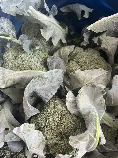 ბროკოლი