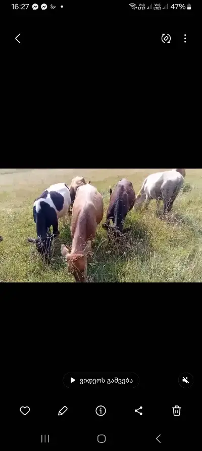 ნატურალური ხორც პროდუქტები
