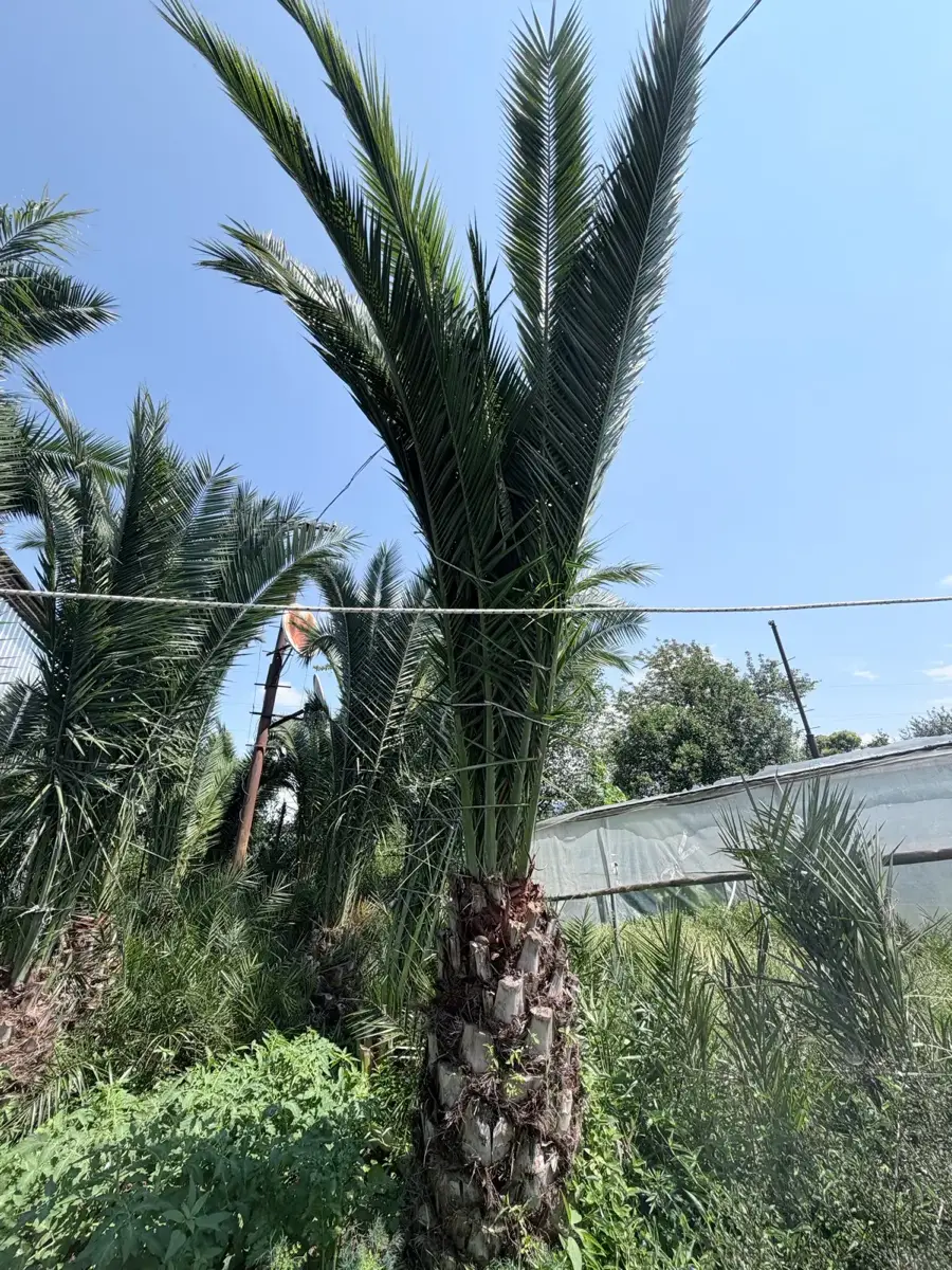 ფინიკის პალმები