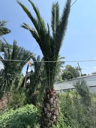 ფინიკის პალმები