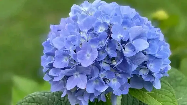 გორტენზია