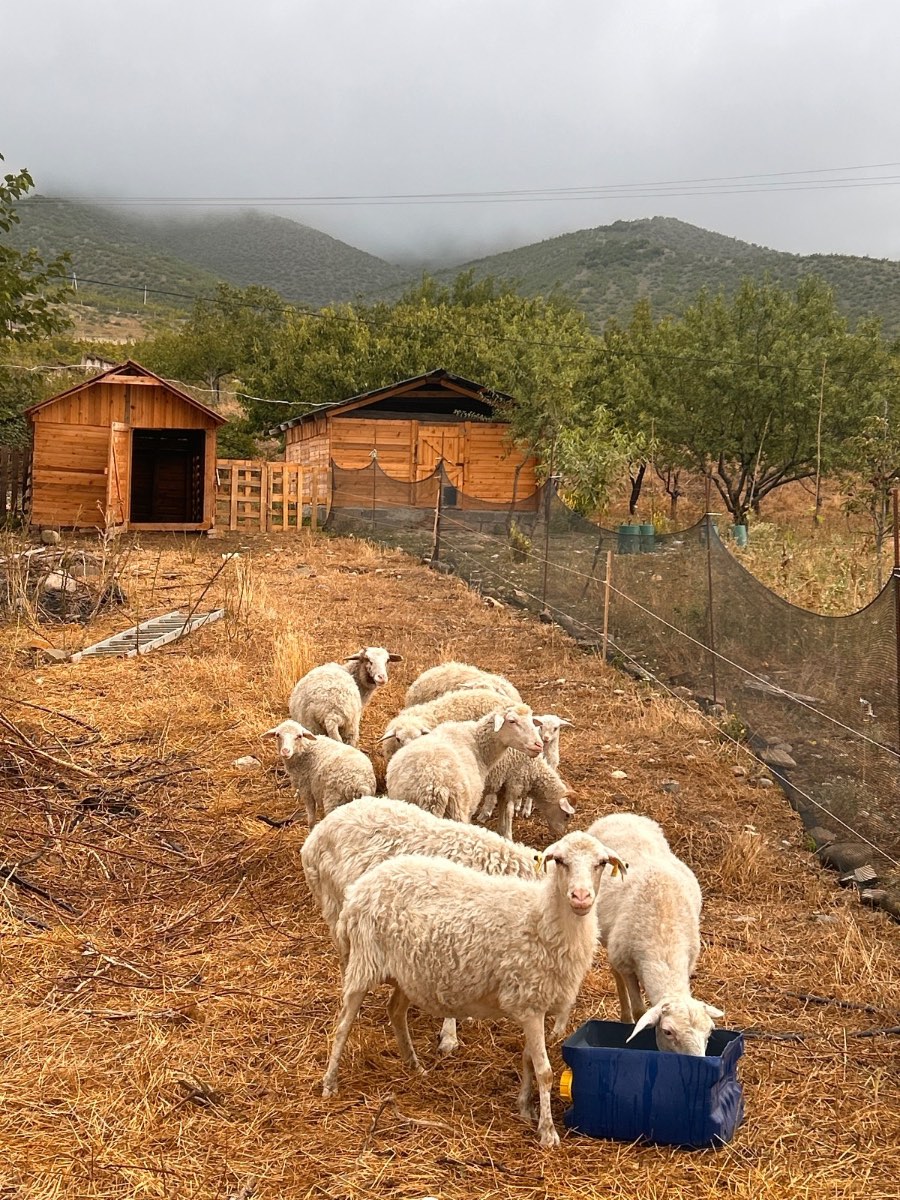 იმერული ცხვრის თოხლი