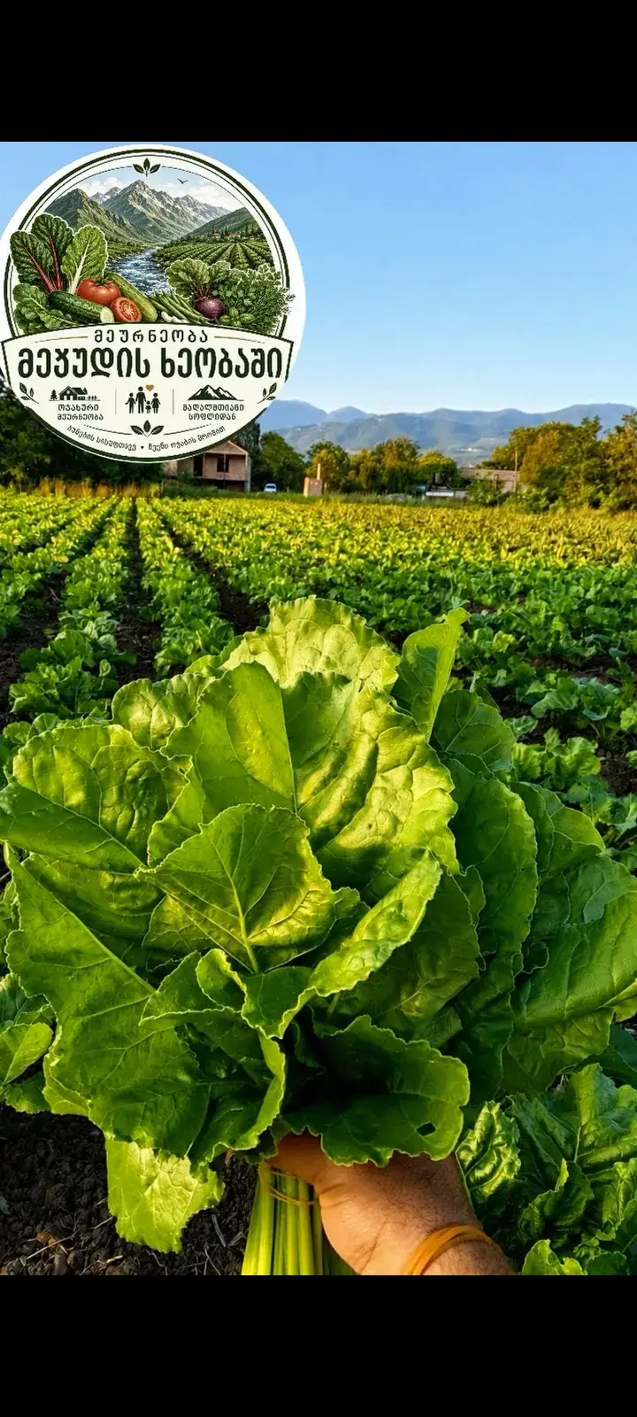 მწვანე და წიᲗელი მხალი ფოᲗლოვანი Ჭარხალი