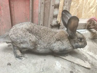 კურდღელი/ბოცვერი