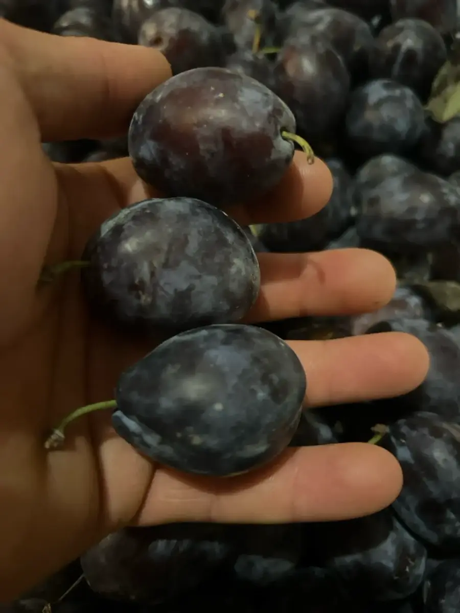 ქლიავი