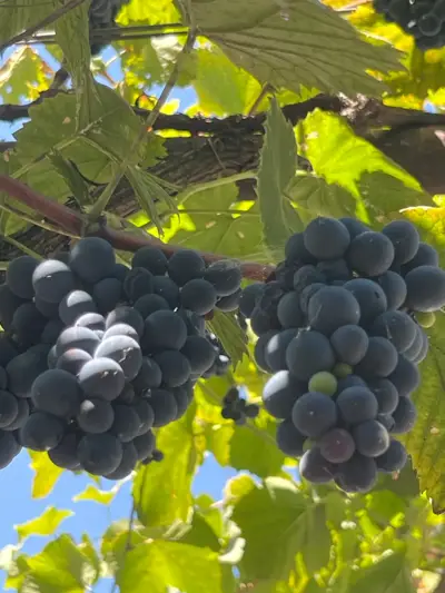 Grapes