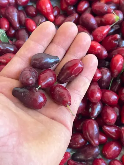 Cornelian cherry