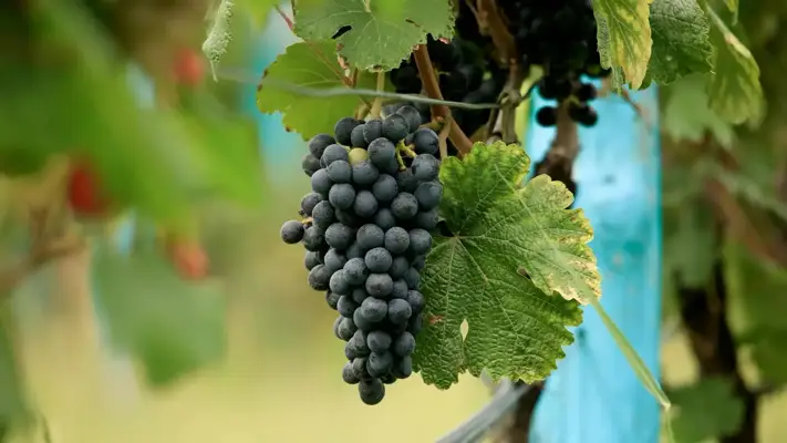 Wine
