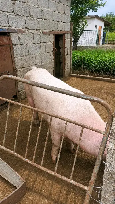 Pig