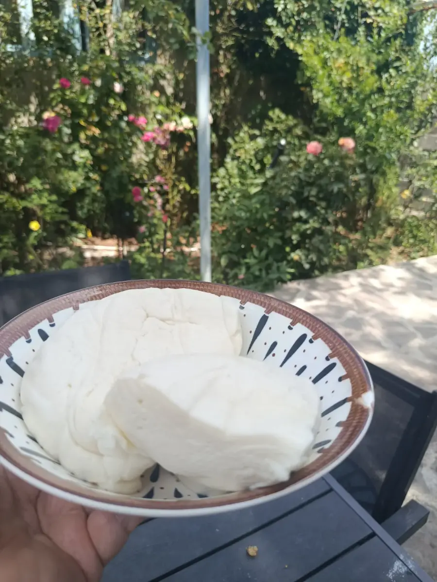 ყველი
