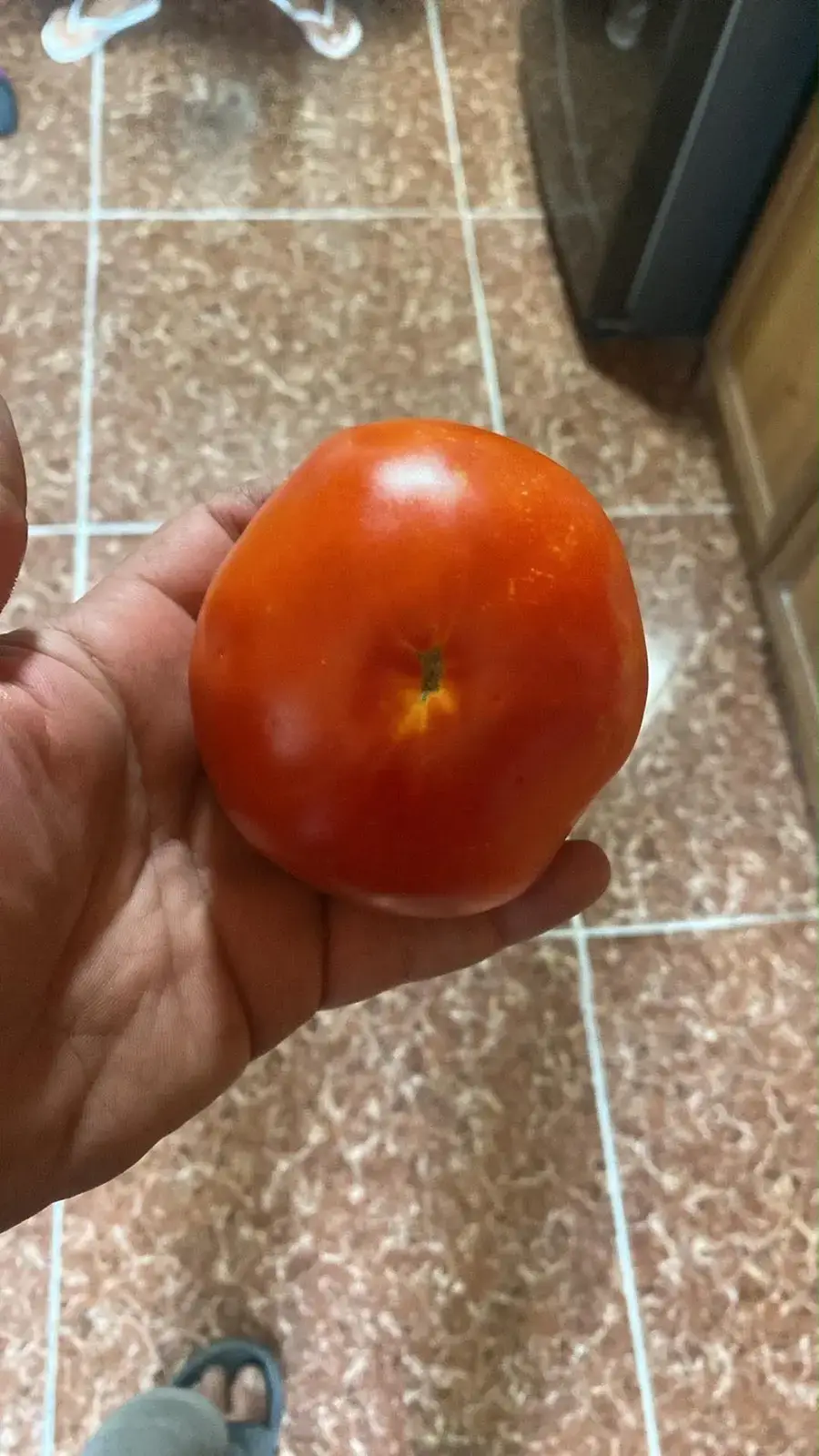 პომიდორი