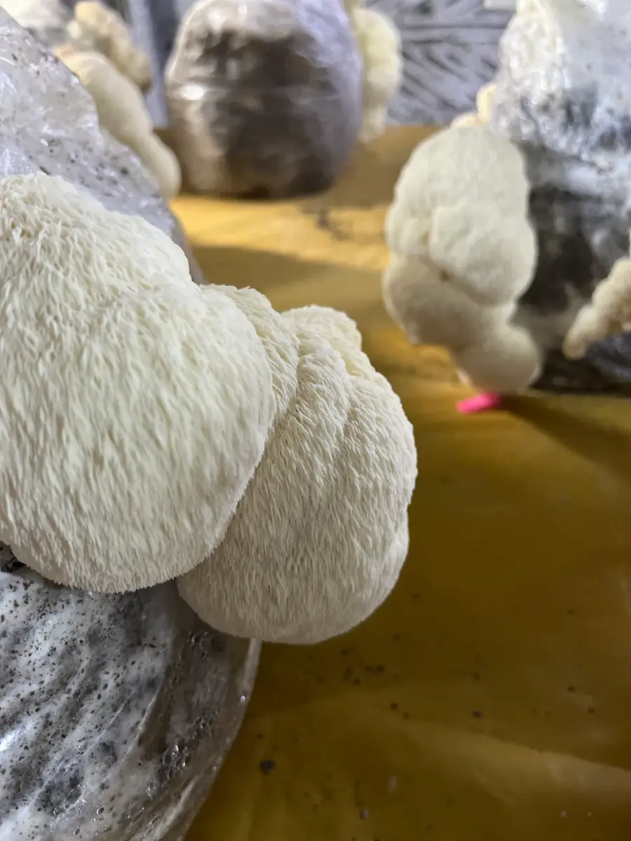 გულა სოკო lions mane