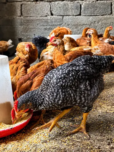 Tabaka chickens