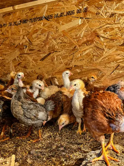 Chicks