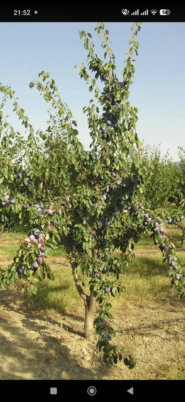 ქლიავი