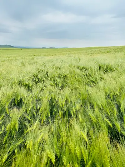 Ячмень